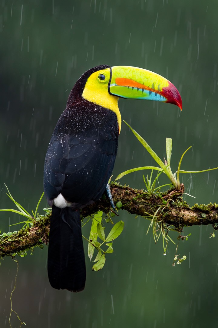 keel-billed toucan in the rain.jpeg