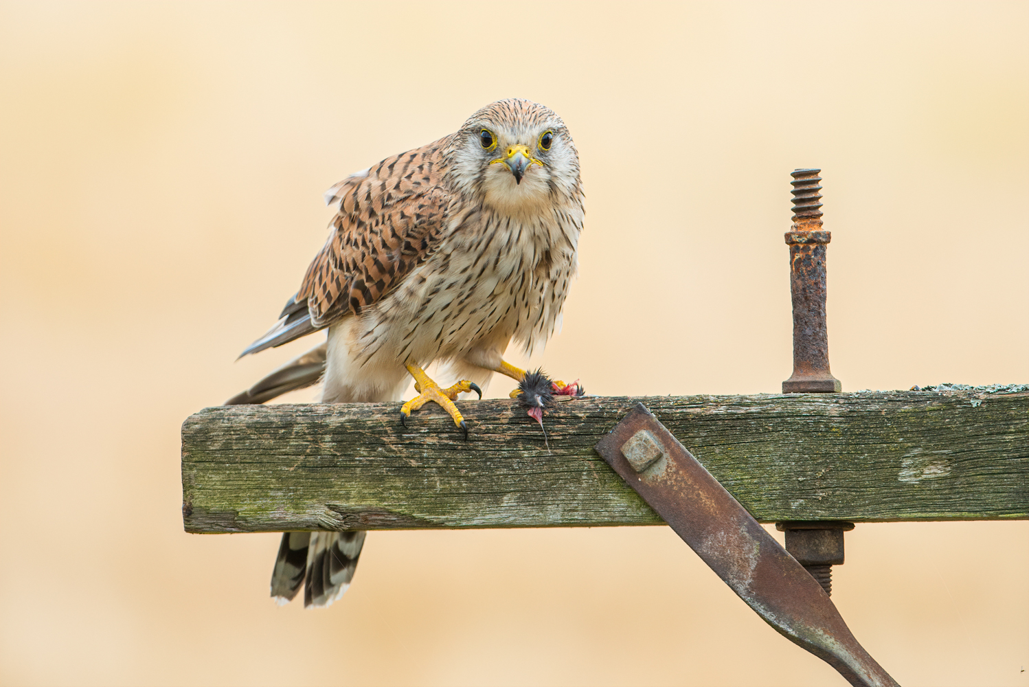 KESTREL-2.jpg