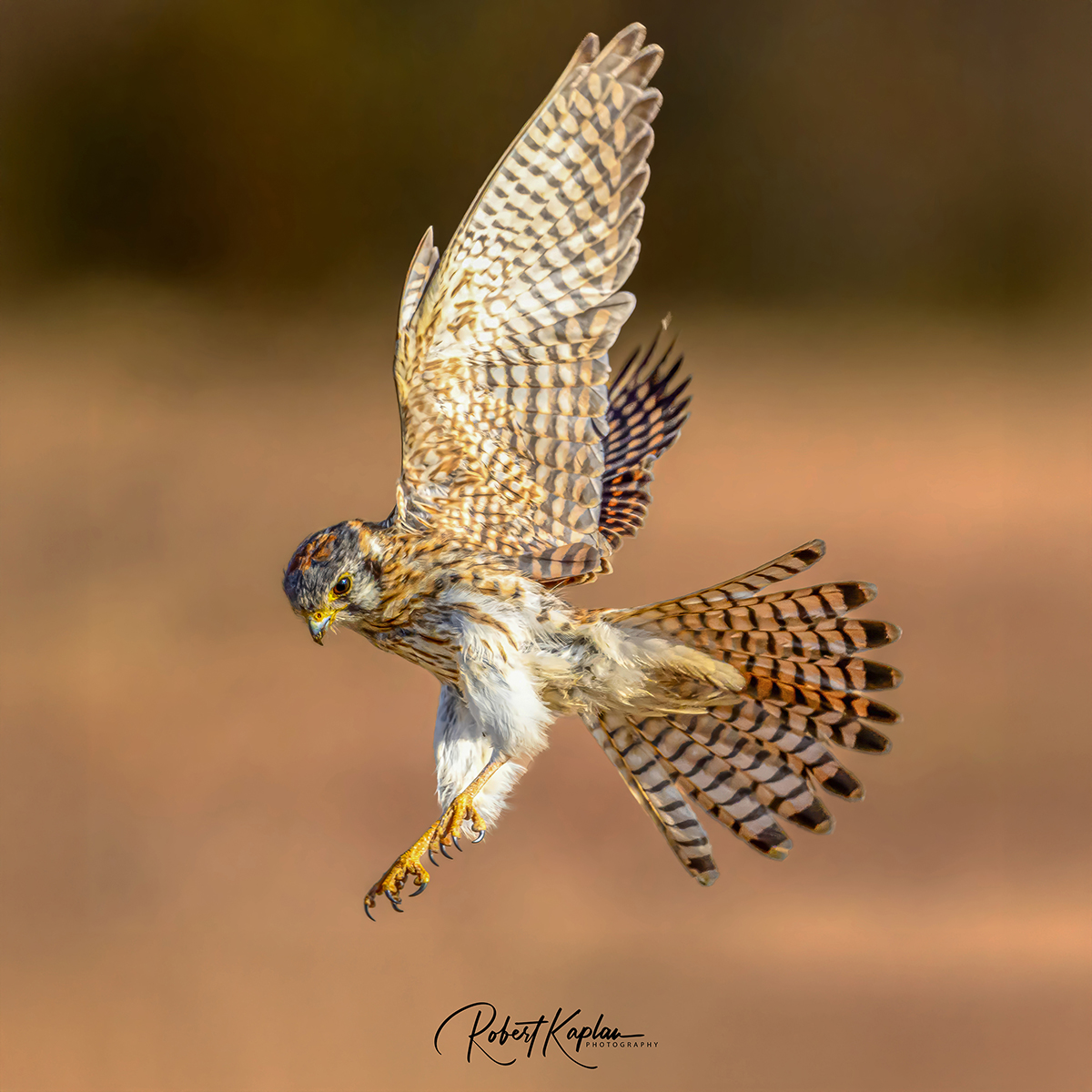 Kestrel-7956-small.jpg