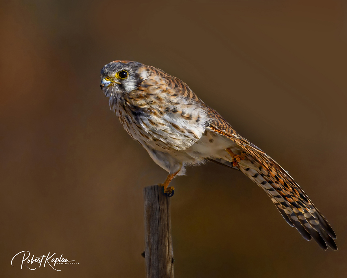 Kestrel-8224-small.jpg