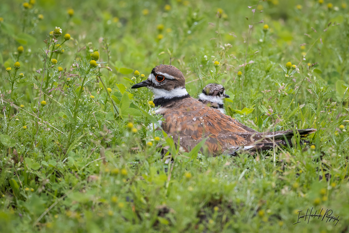 Kildeer 1-0626-IMG_00001.jpg