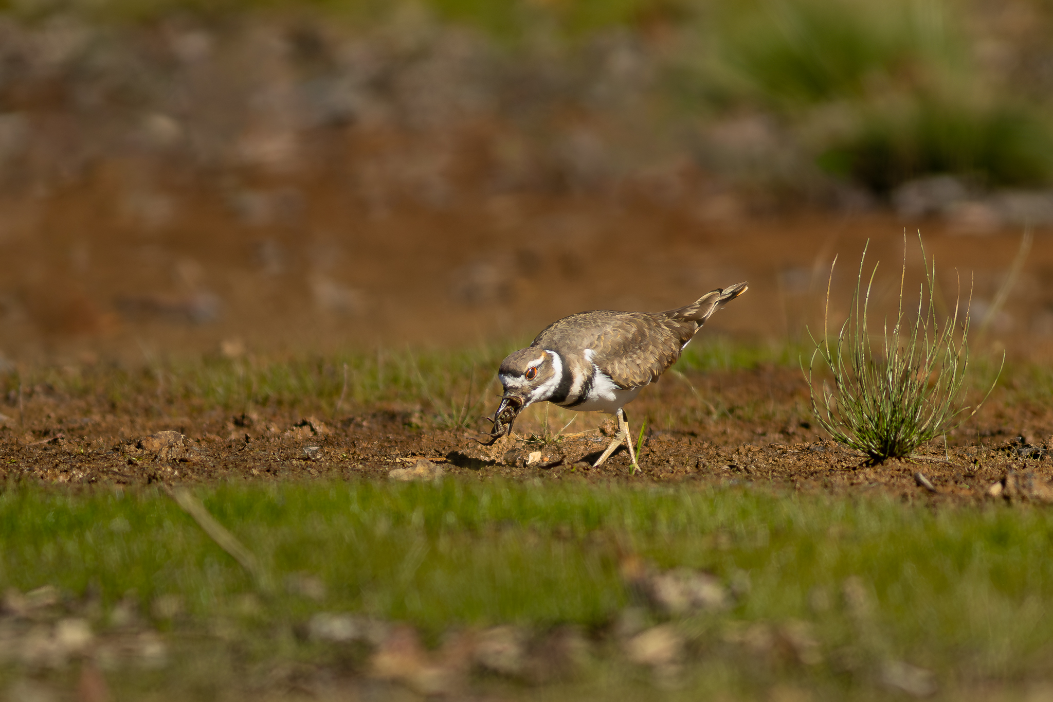 Kildeer-1-.jpg