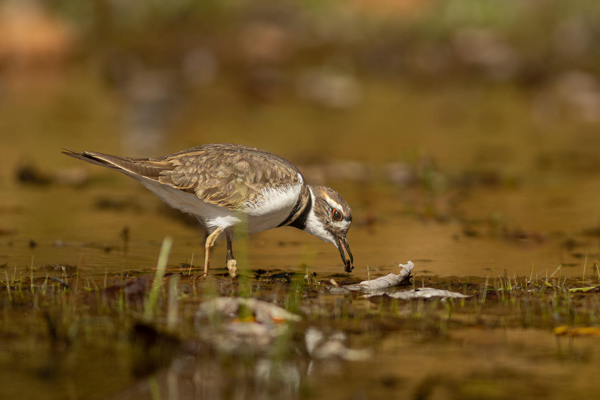 Kildeer-2-.jpg