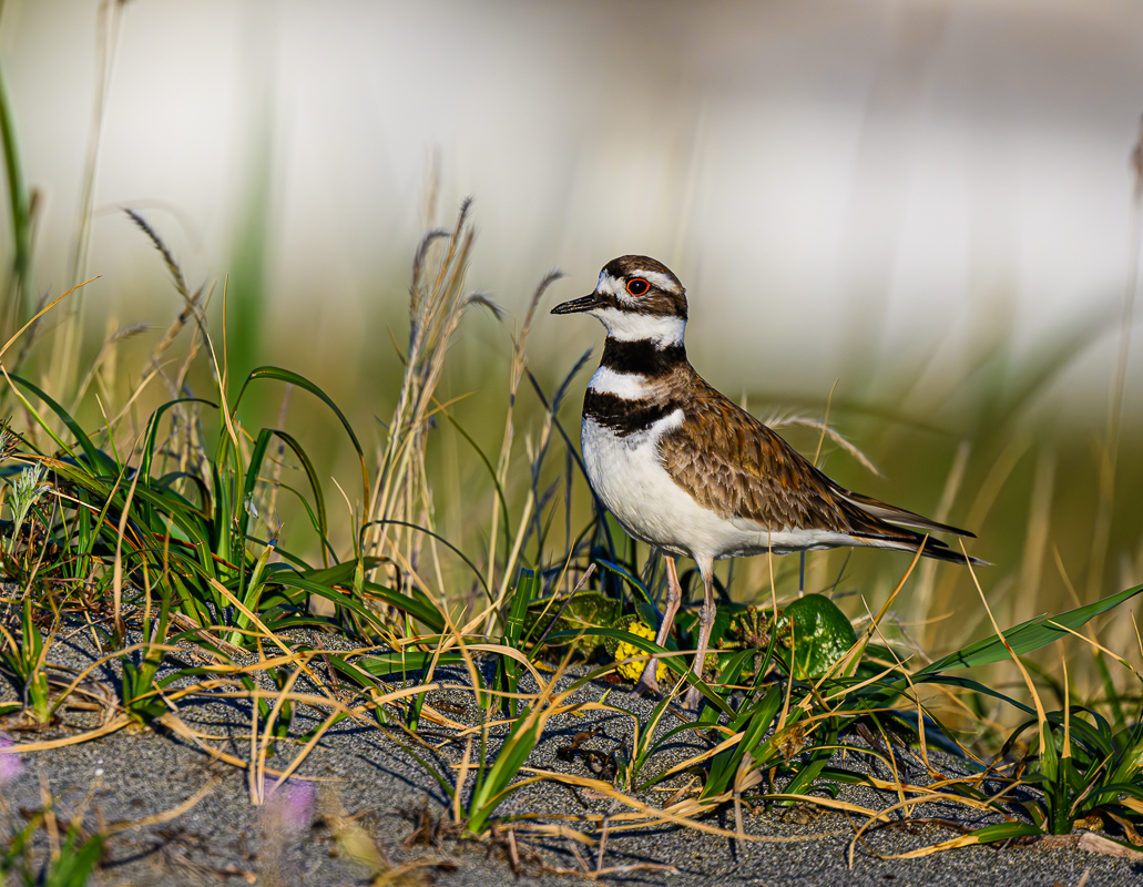 killdeer at flagler beach.jpg