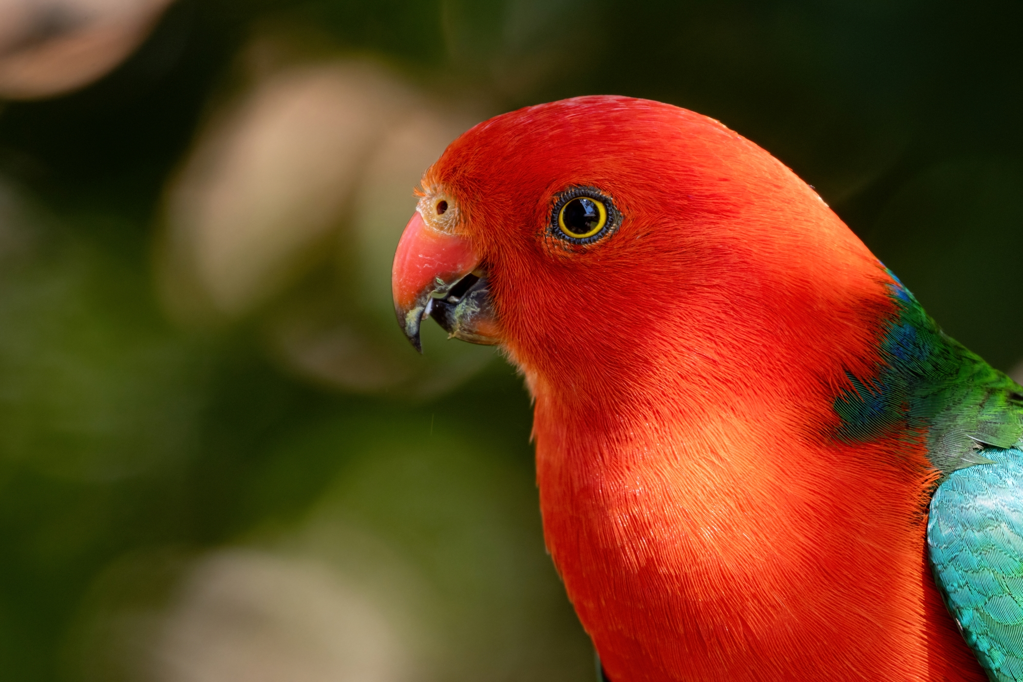 King Parrot 17 10 24 -2380-DeNoiseAI-standard resize.jpg