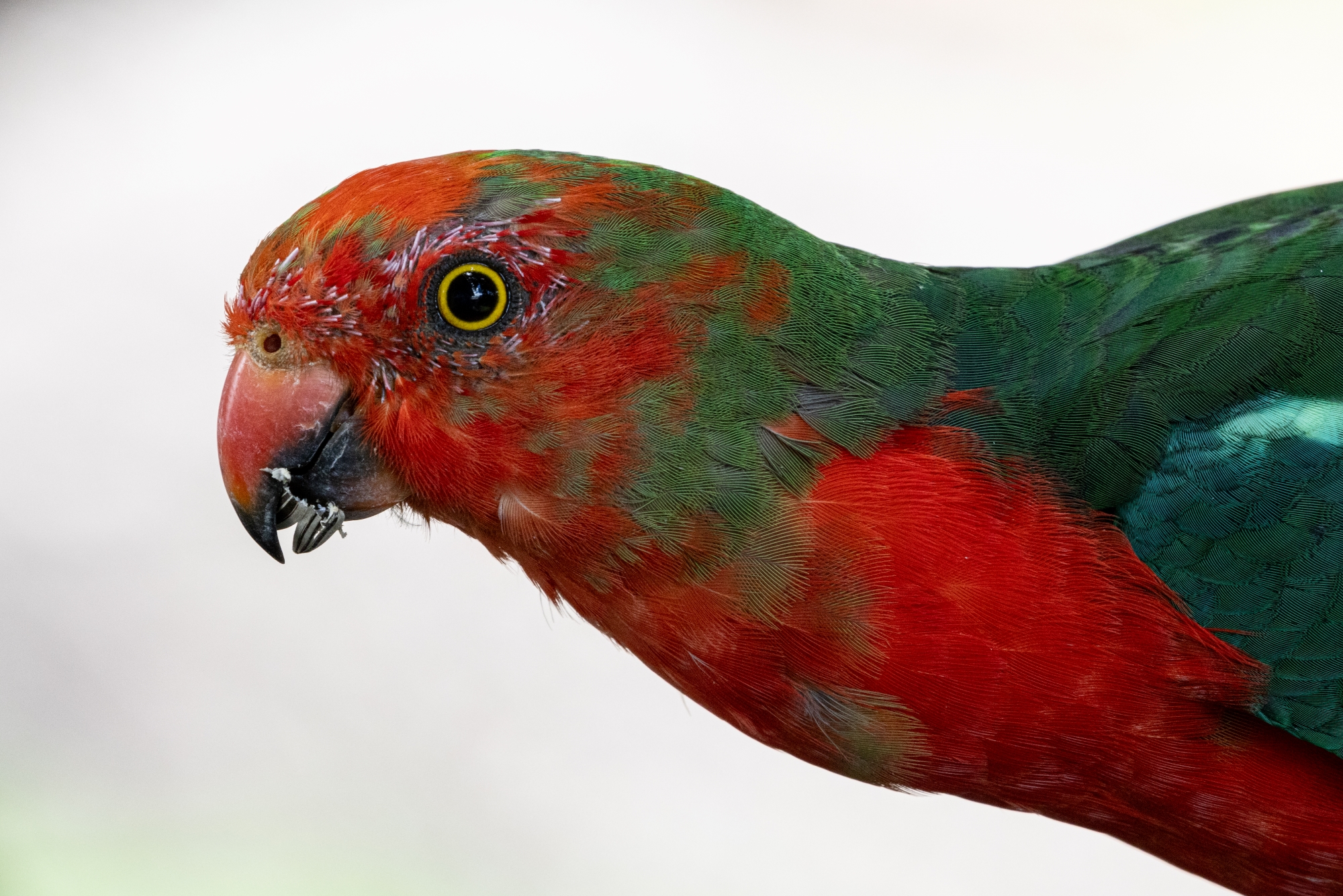 King Parrot 20 01 25-2700 resize.JPG