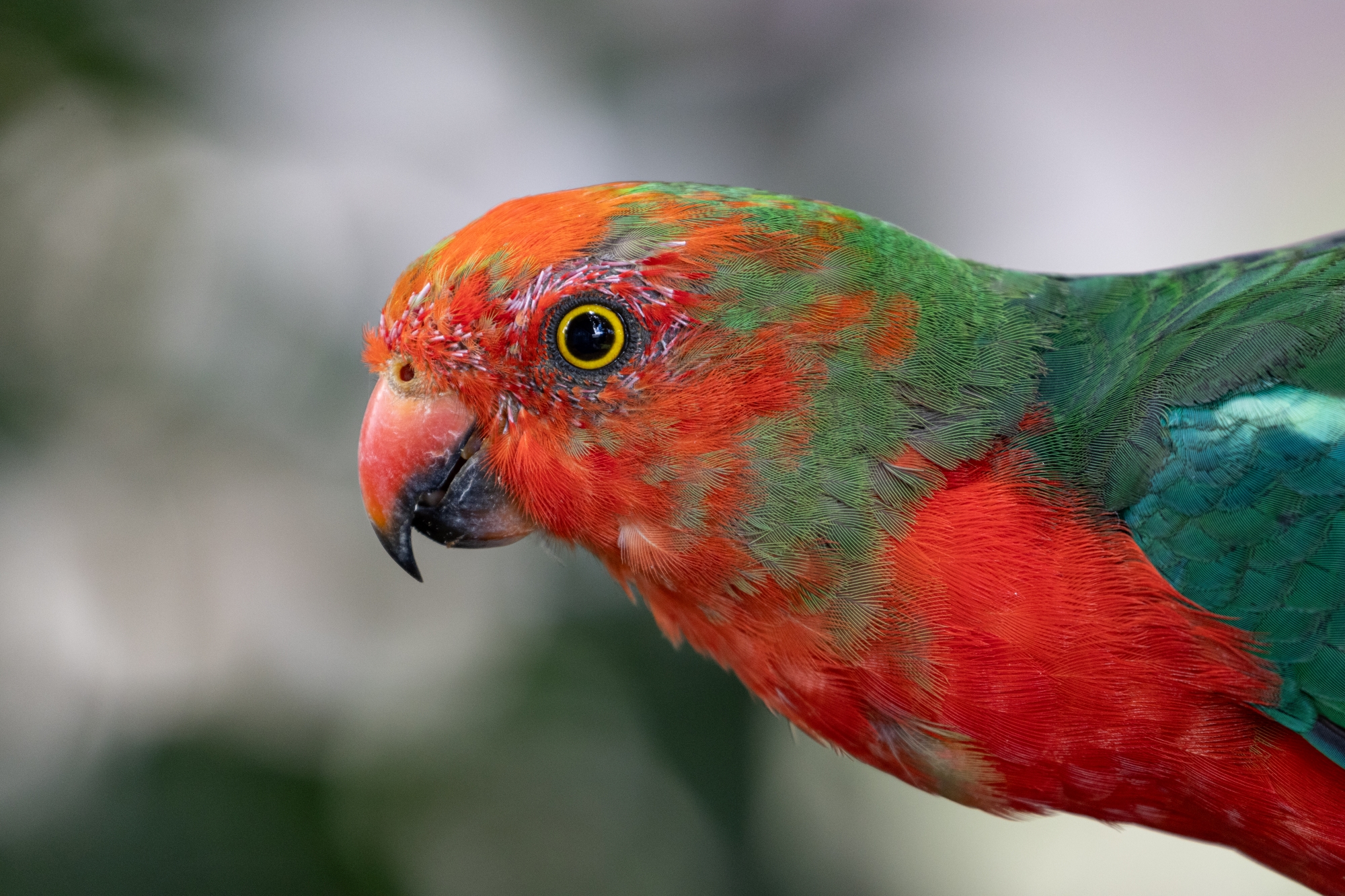 King Parrot 20 01 25-2704 resize.JPG