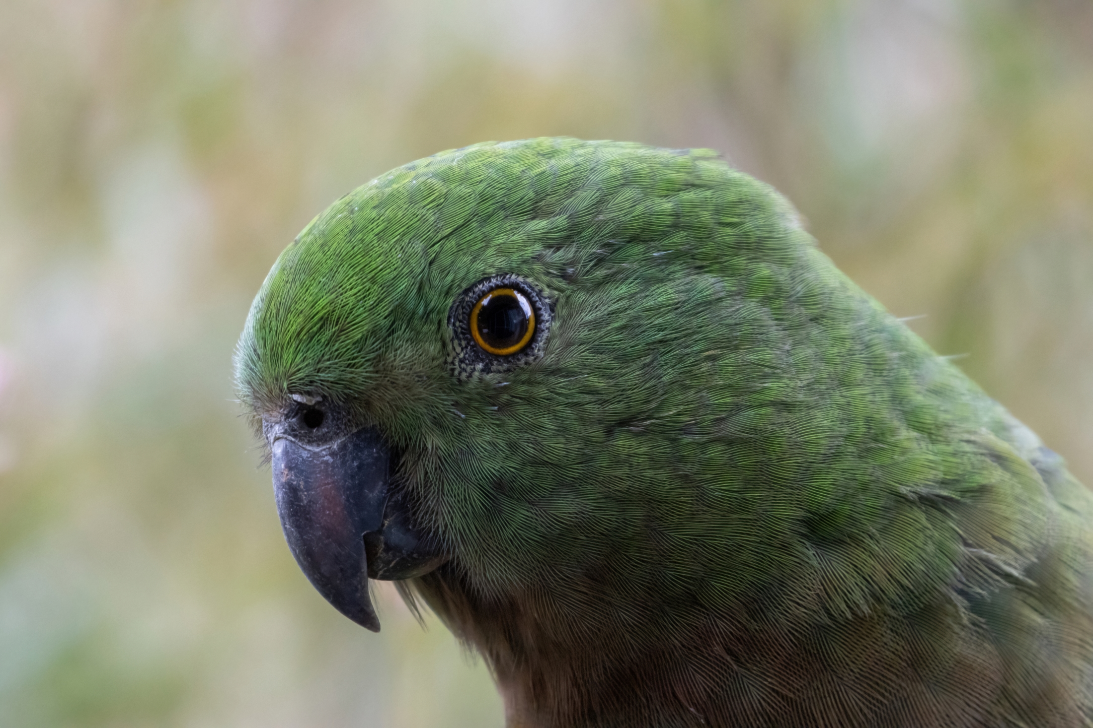 King Parrot 20 06 24-5902-DeNoiseAI-standard resize.jpg