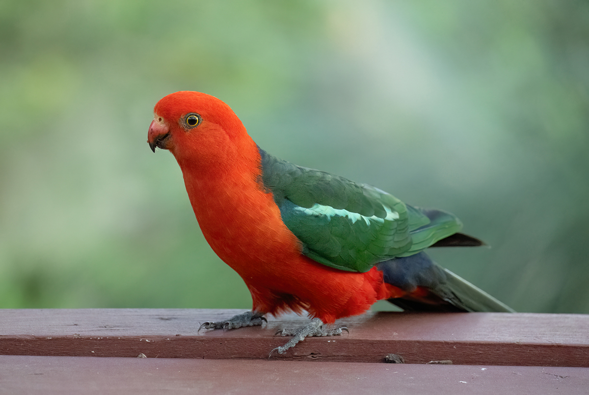 King Parrot_Berowra (1) copy.jpg