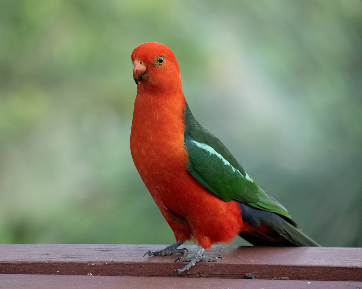 King Parrot_Berowra (3).jpg