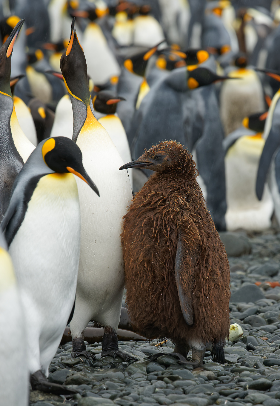King Penguin adults & chick 1360.jpg