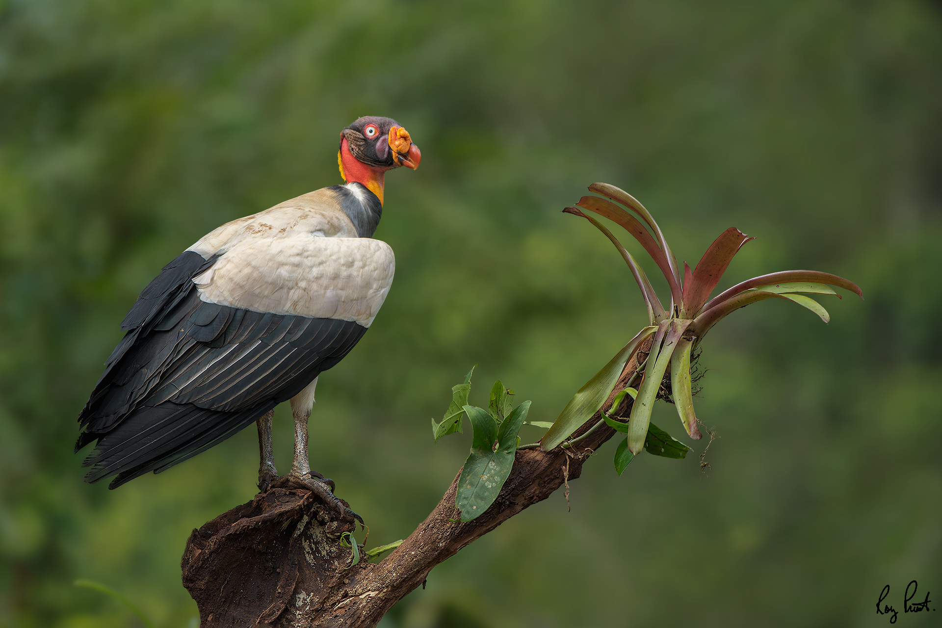 King-Vulture-29751-ARW.jpg