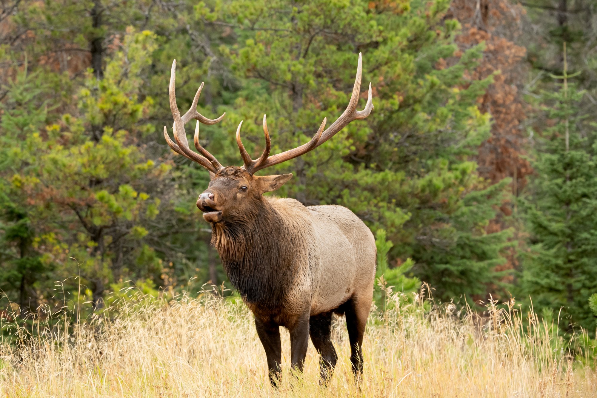 king wapiti calling.jpg