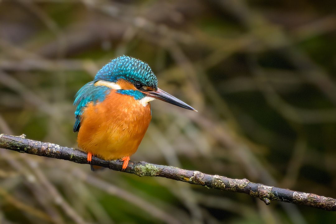 Kingfisher (Alcedo atthis)-2.jpg