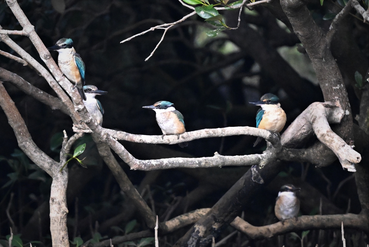 Kingfisher family2.jpg