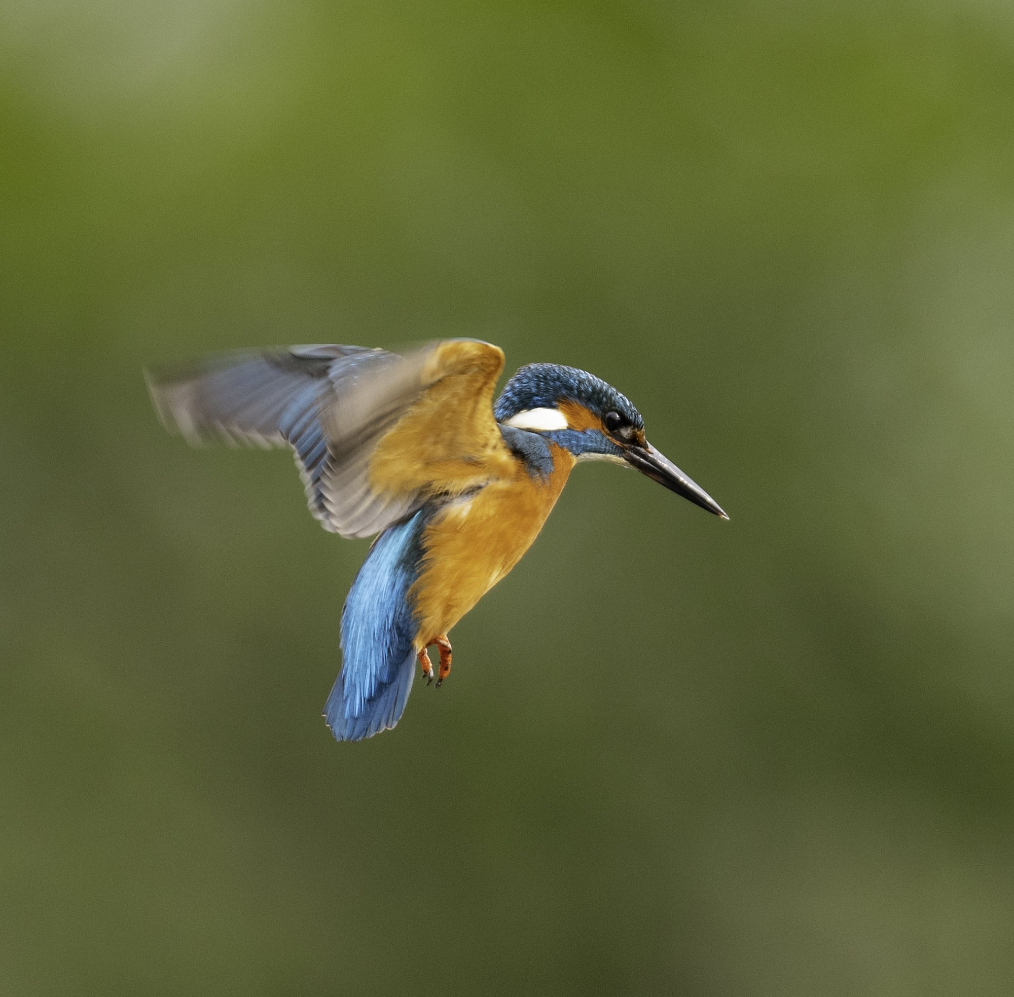 Kingfisher Flight 1.jpg