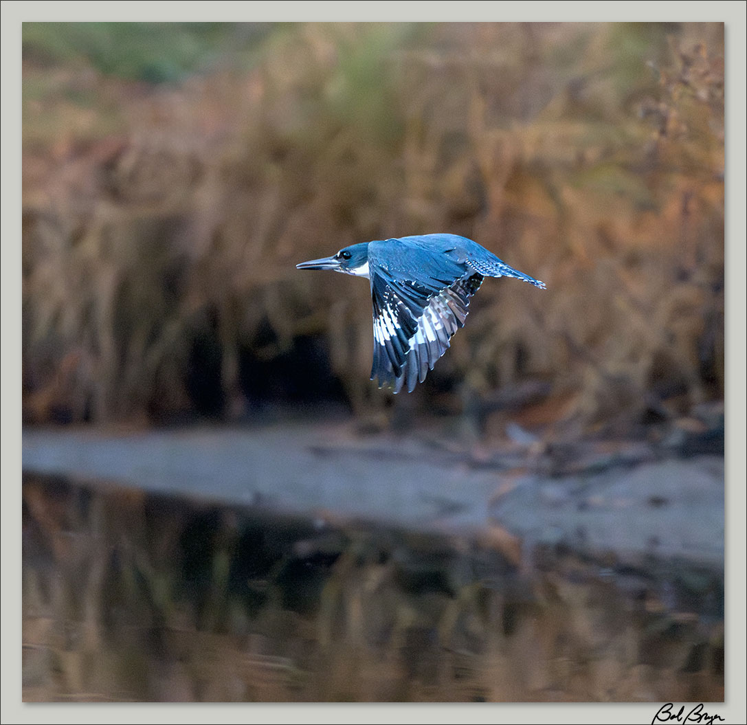 kingfisher-flight.jpg