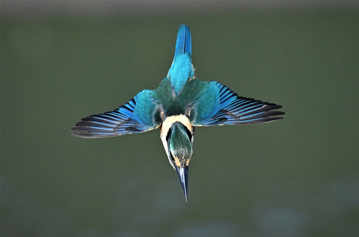 Kingfisher in dive .BCG.JPG