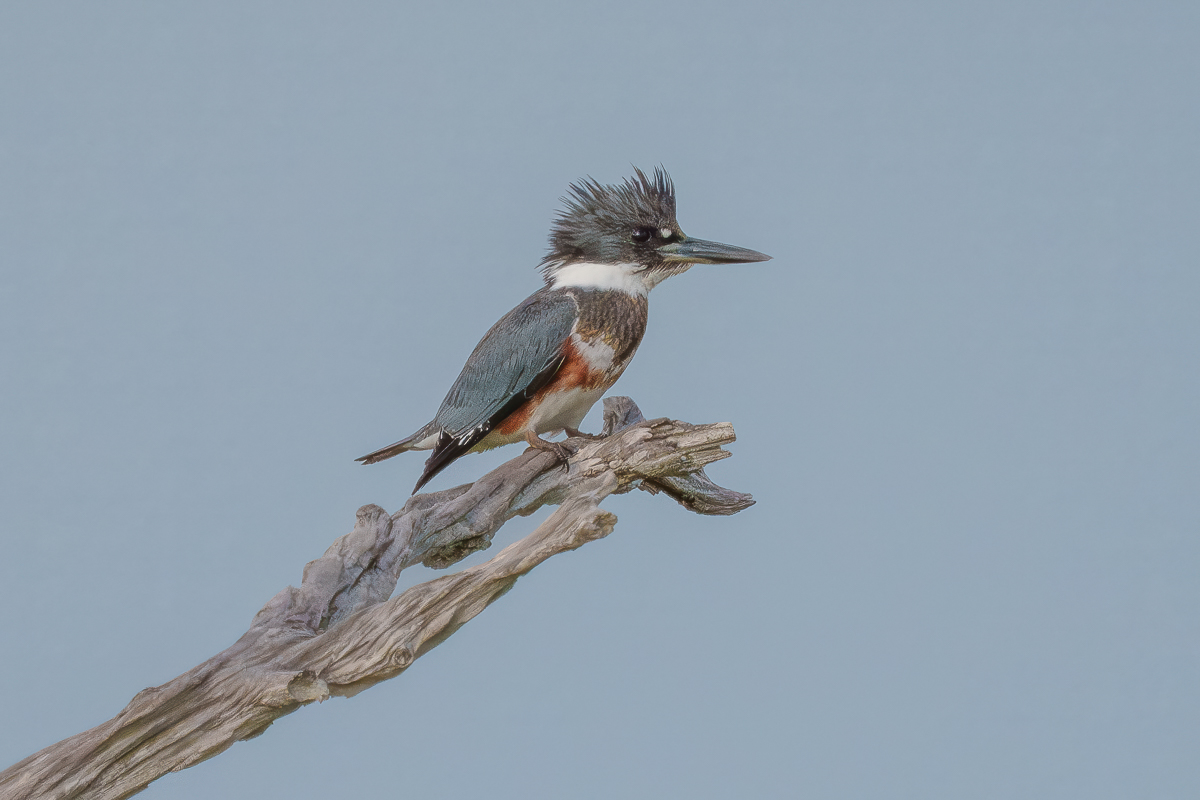 Kingfisher mobbed by Grackles-1.jpg