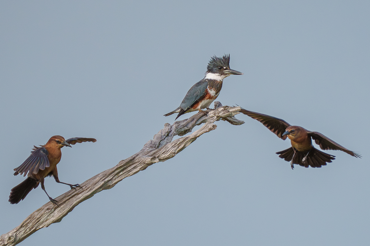 Kingfisher mobbed by Grackles-2.jpg