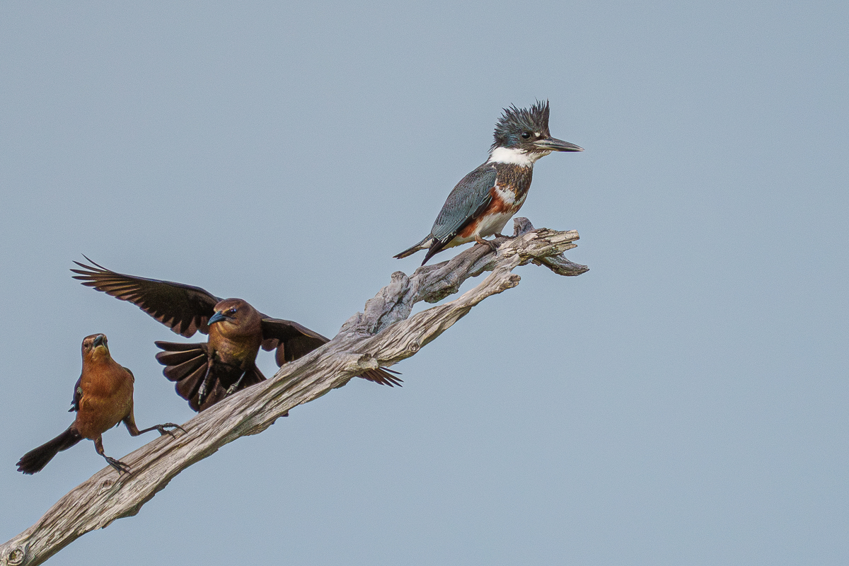 Kingfisher mobbed by Grackles-3.jpg