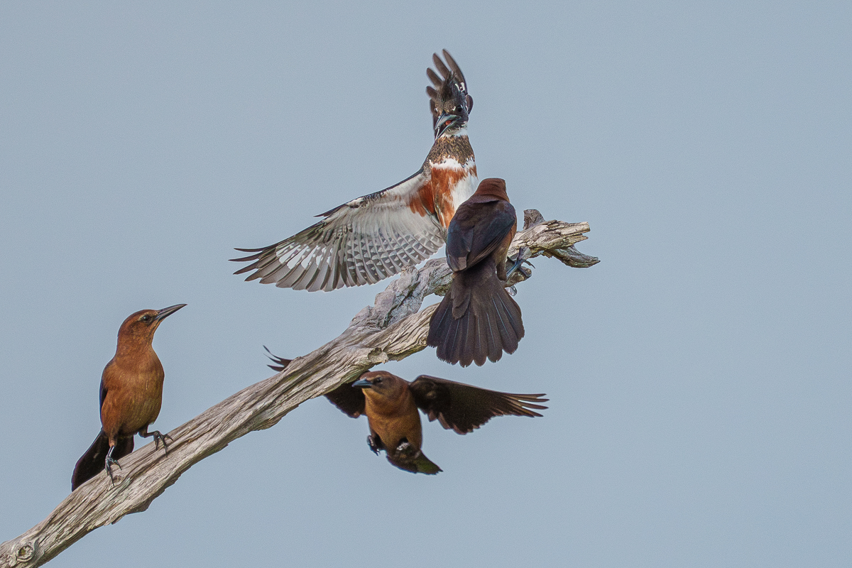 Kingfisher mobbed by Grackles-4.jpg