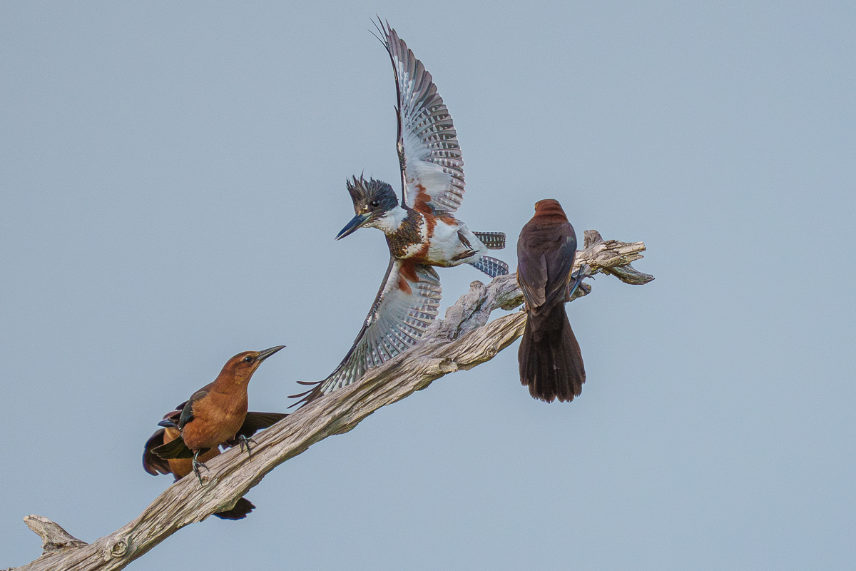 Kingfisher mobbed by Grackles-5.jpg