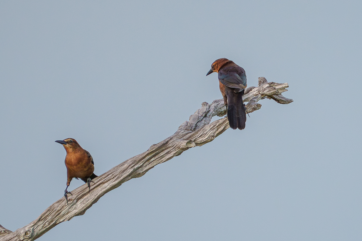 Kingfisher mobbed by Grackles-6.jpg