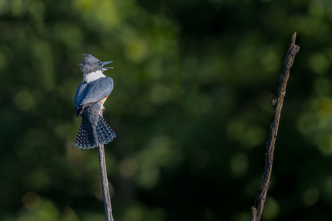 kingfisher on branch.jpg