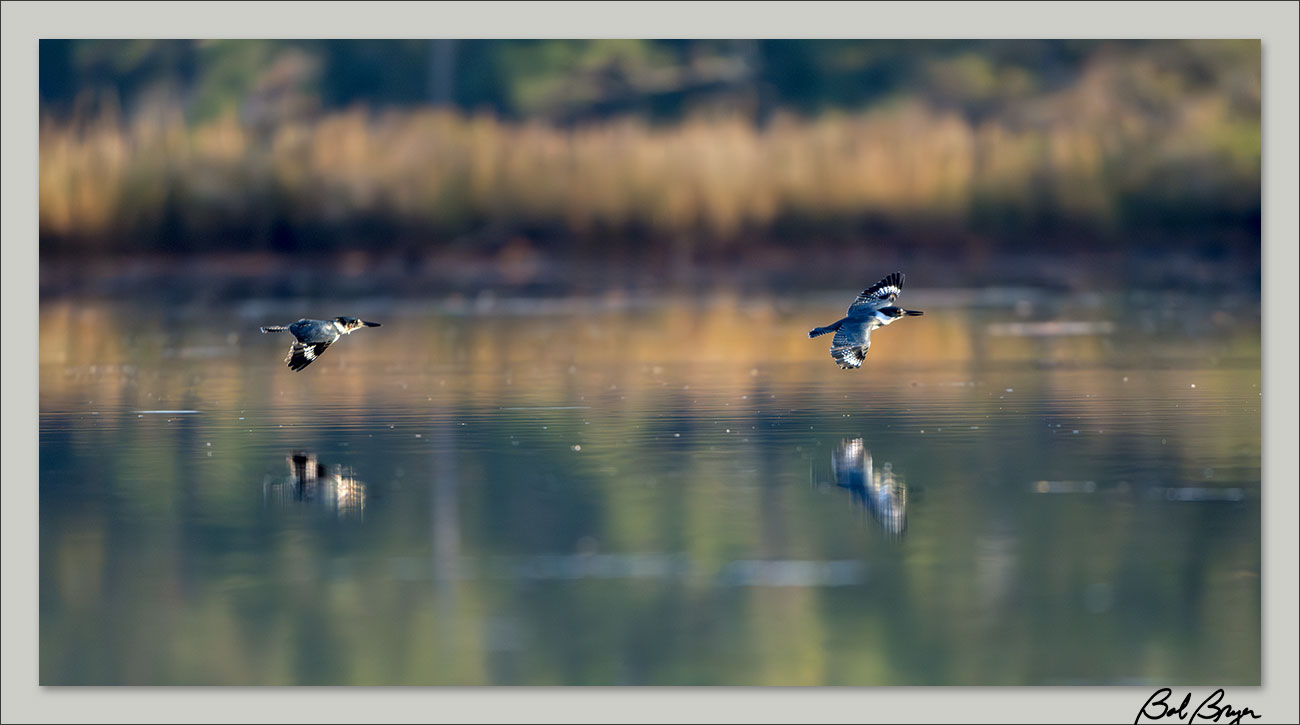 kingfisher-pair-1.jpg