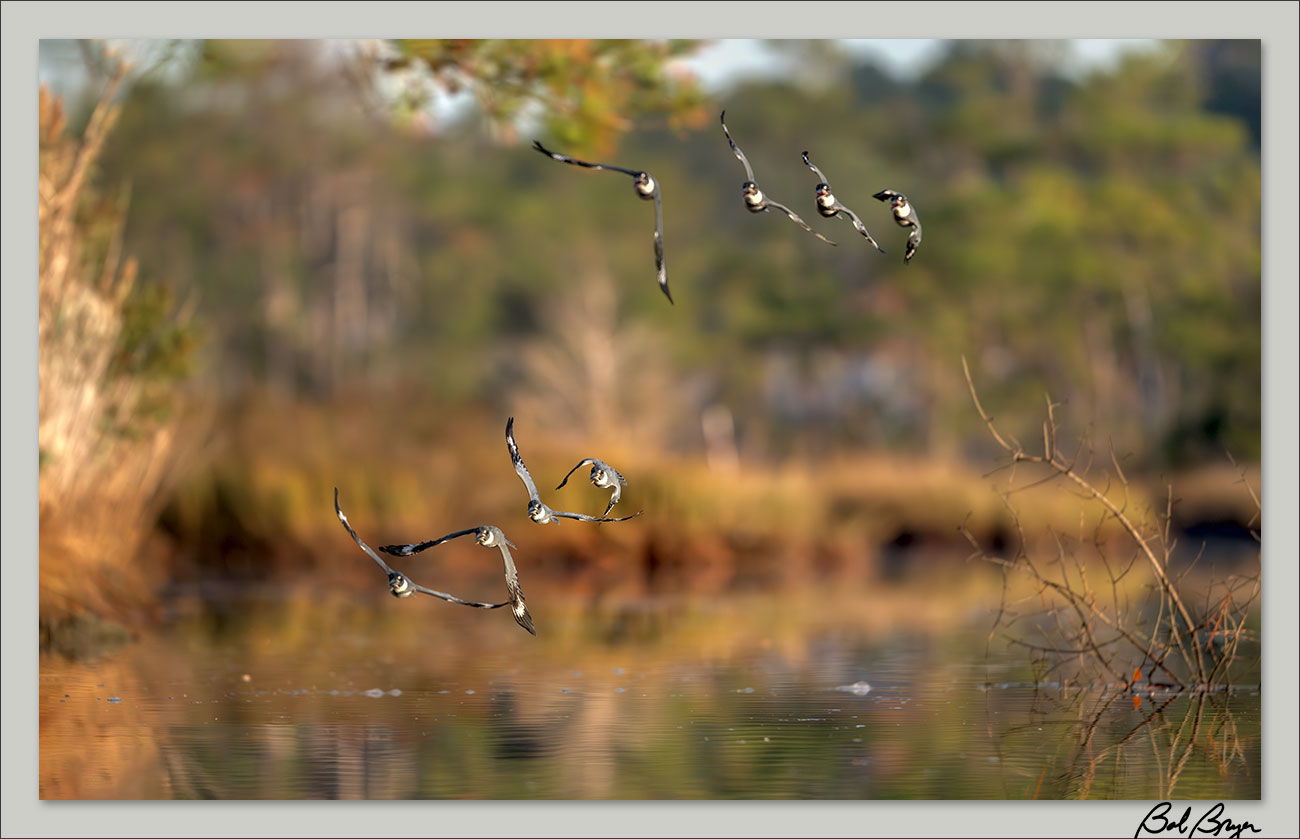 kingfisher-pair-pano-3.jpg