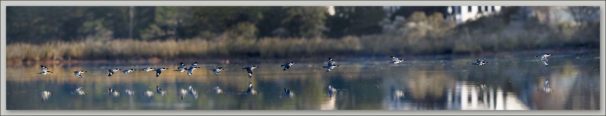 kingfisher-pano-2.jpg