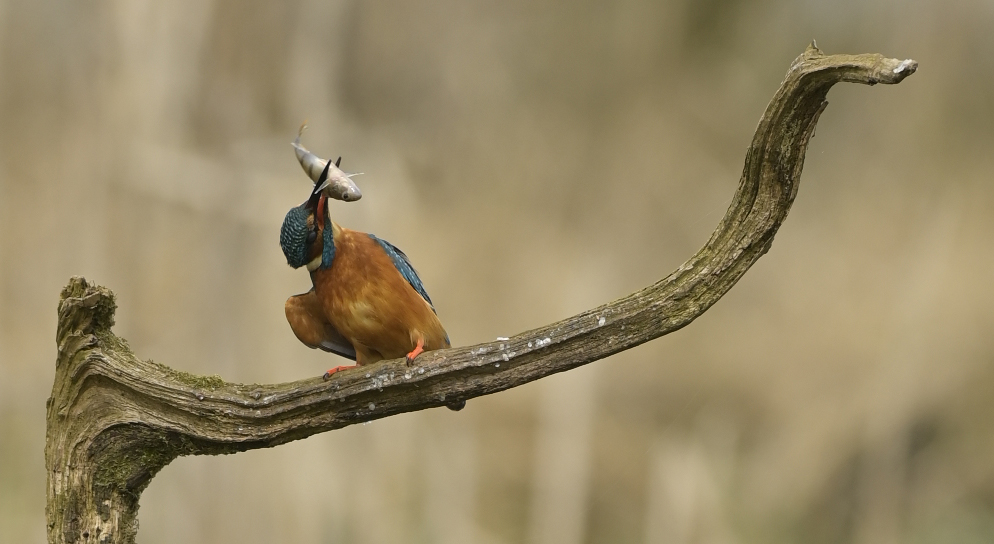 Kingfisher with Dinner - Photoshop.jpg