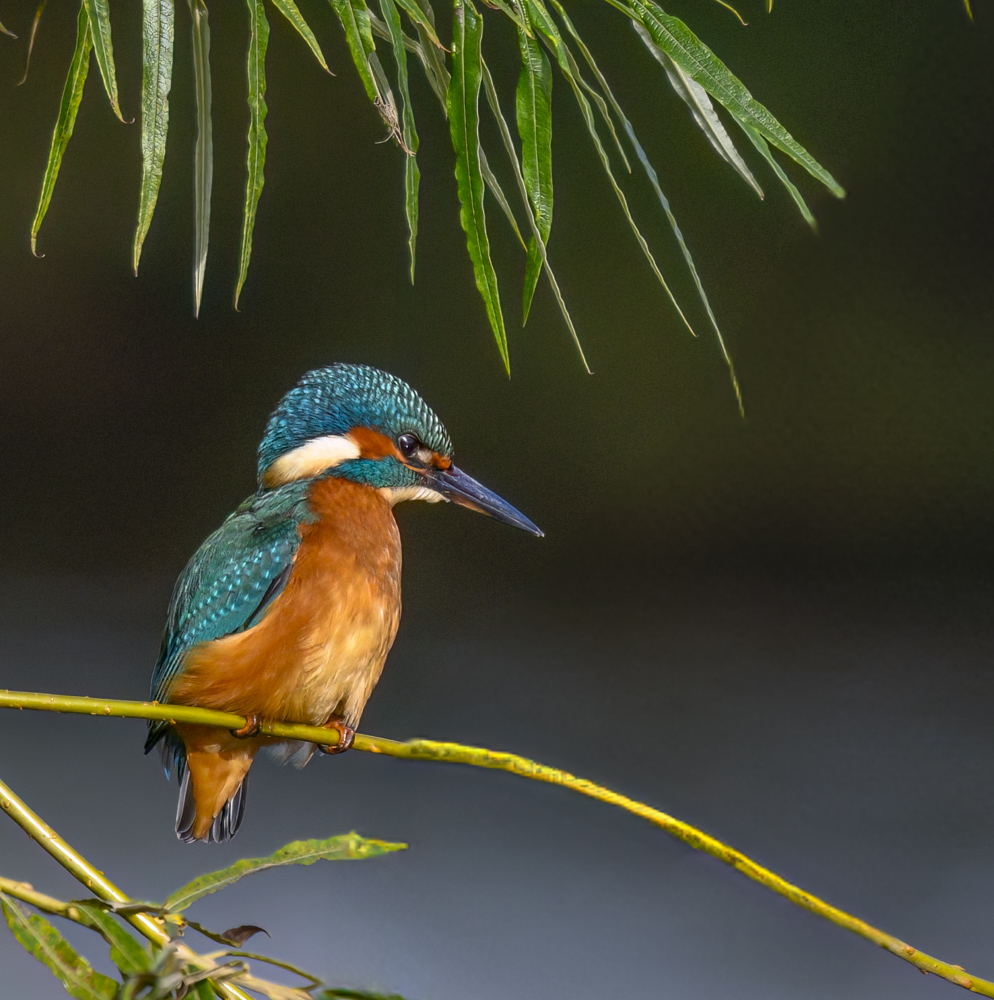 KingFisher_2_ 13 Sept 24.jpg