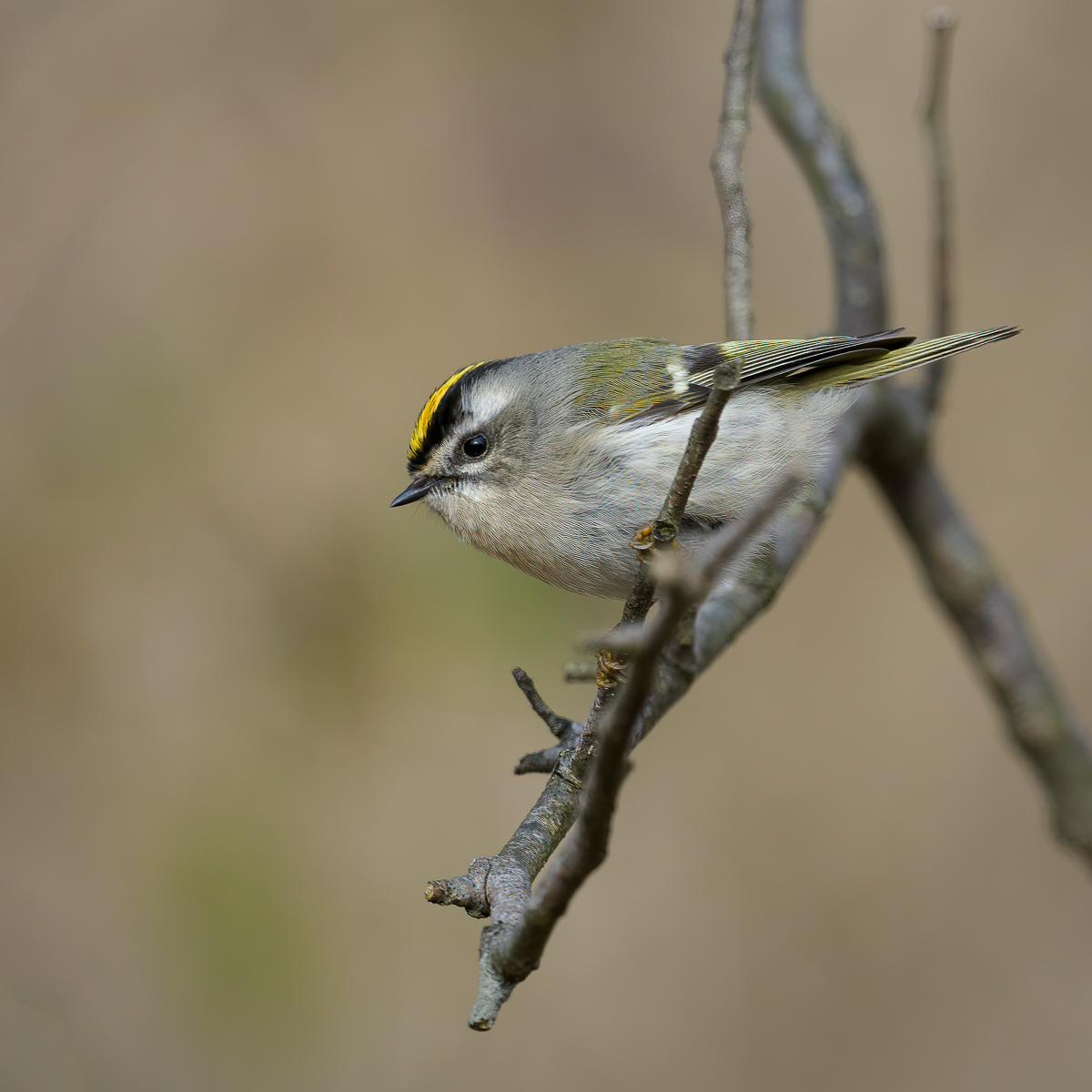 kinglet-2.jpg