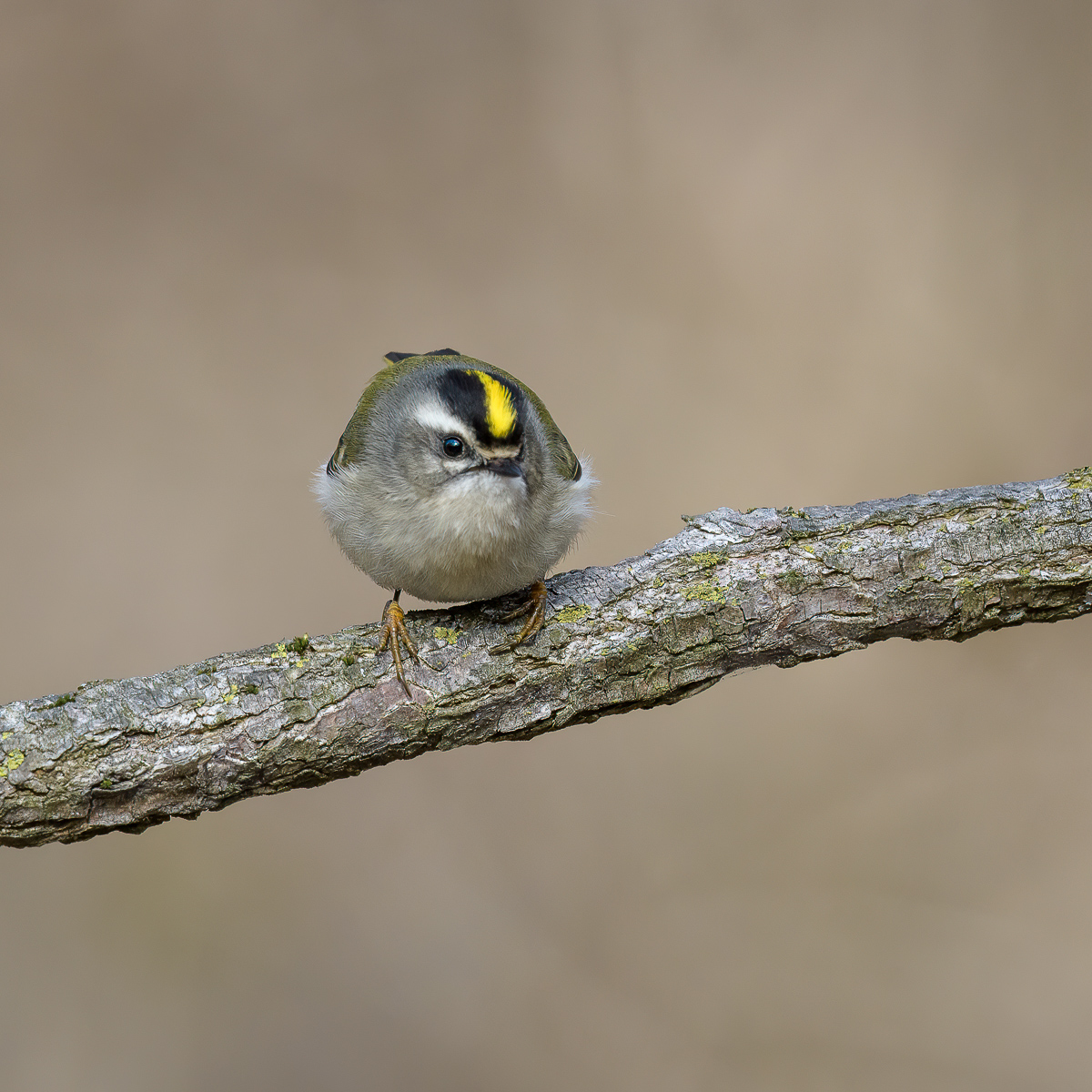 kinglet-3.jpg