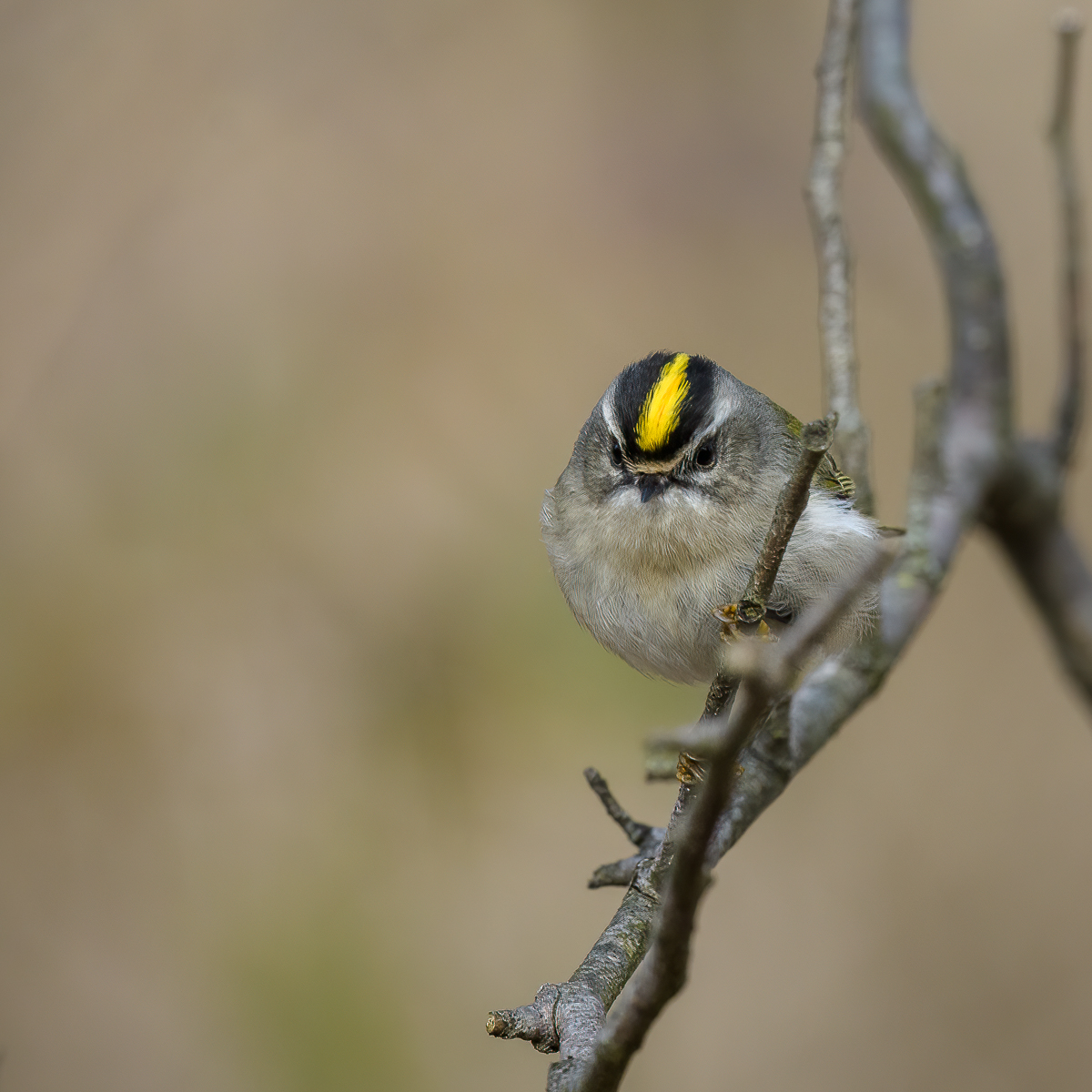 kinglet.jpg