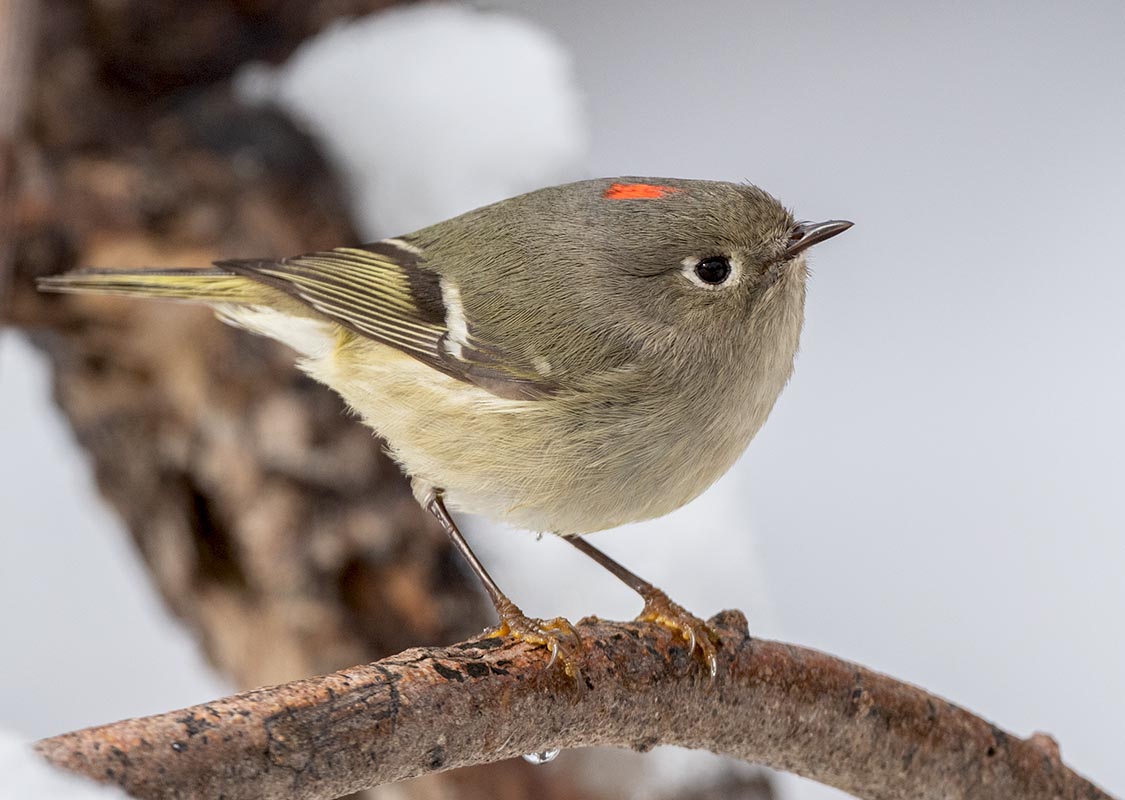 Kinglet   Tony Battiste's 850_124512272020.jpg