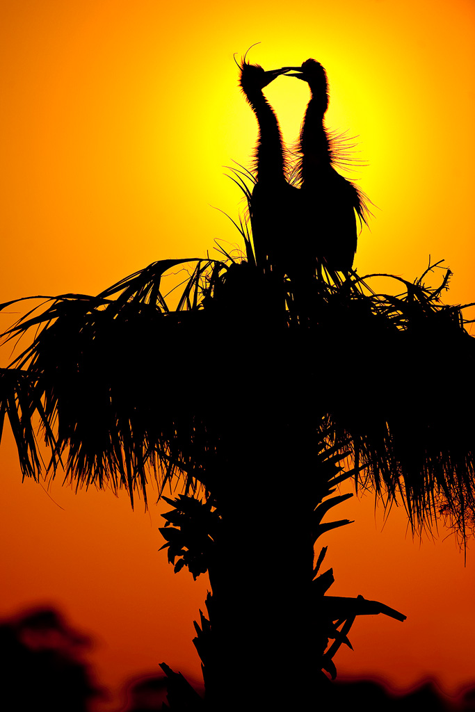 kissing-herons-at-sunset-8bit-final-Edit.jpg