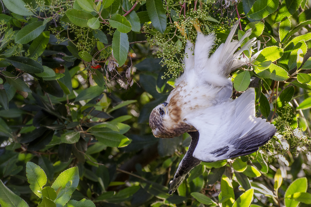 kite_DSC9384 201105 720 fledgling landing.jpg