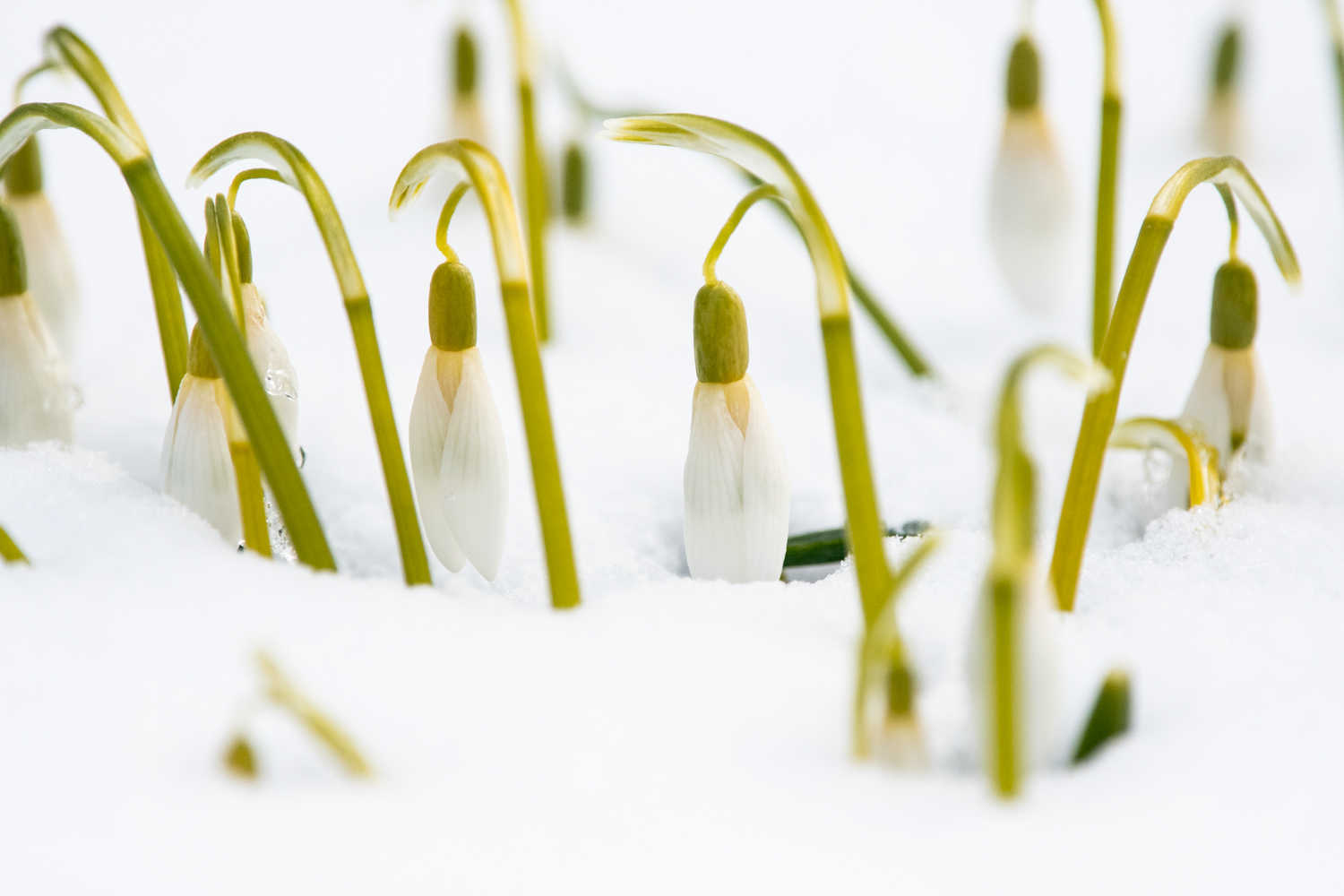 KleinSchneeSchneeGlöckchen.jpg