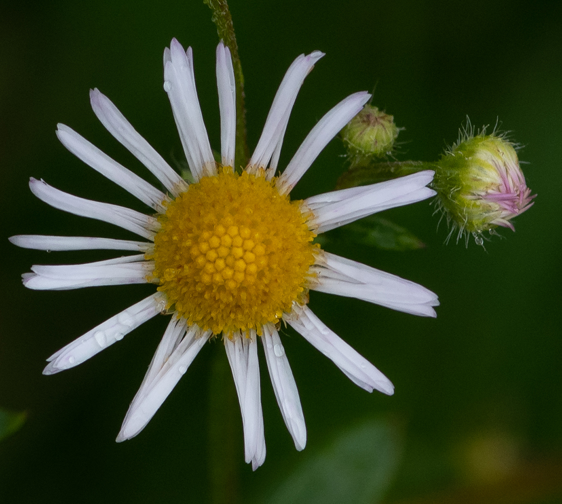 kleinWeißblüte.jpg