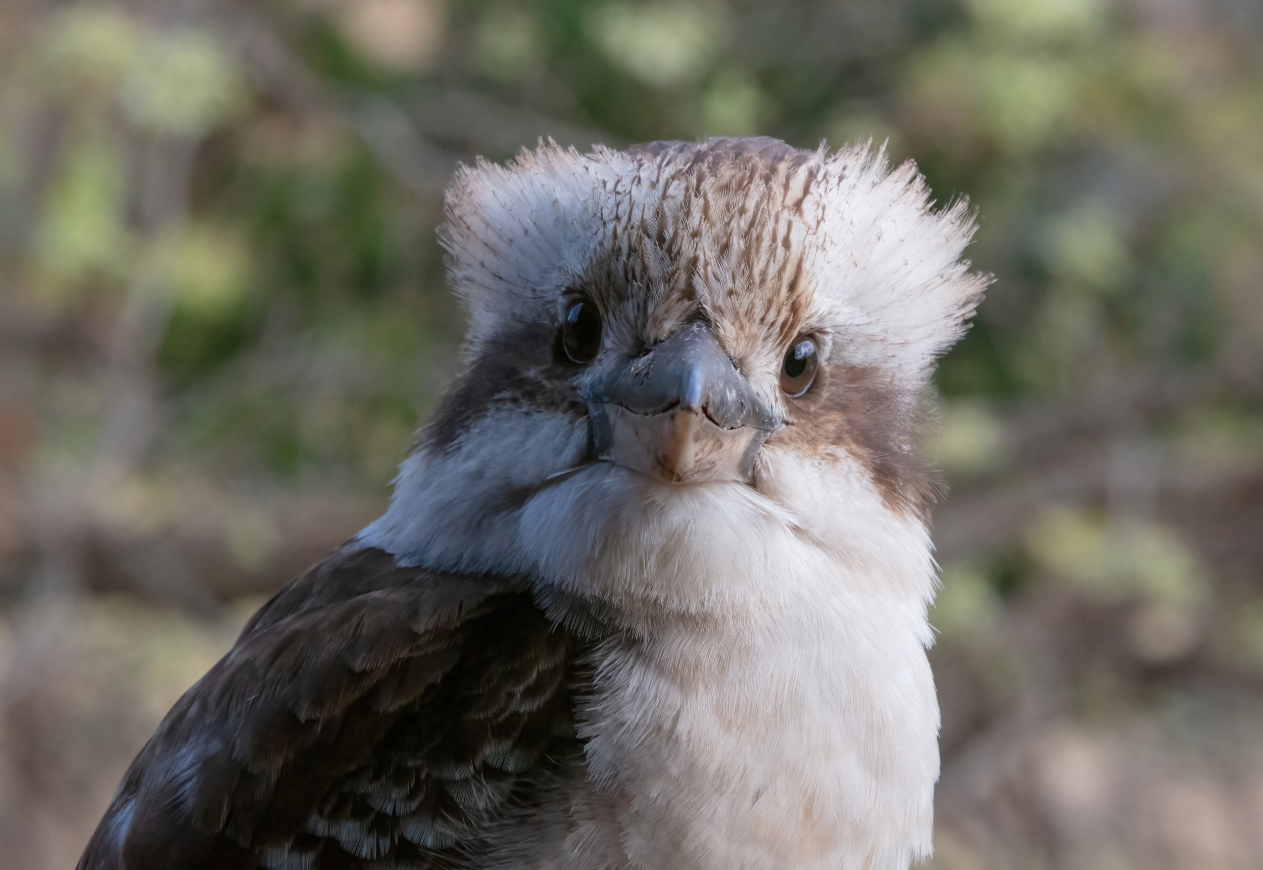 Kooka 22 09 23-4935-DeNoiseAI-standard resize.jpg