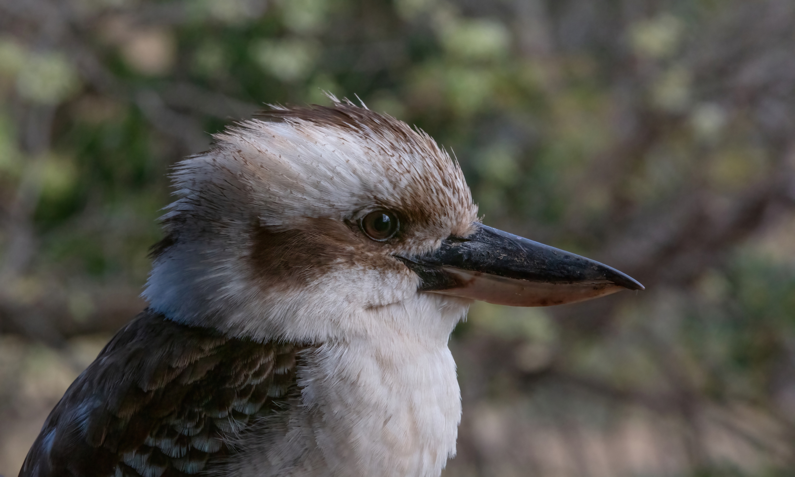 Kooka 22 09 23-4936-DeNoiseAI-standard resize.jpg