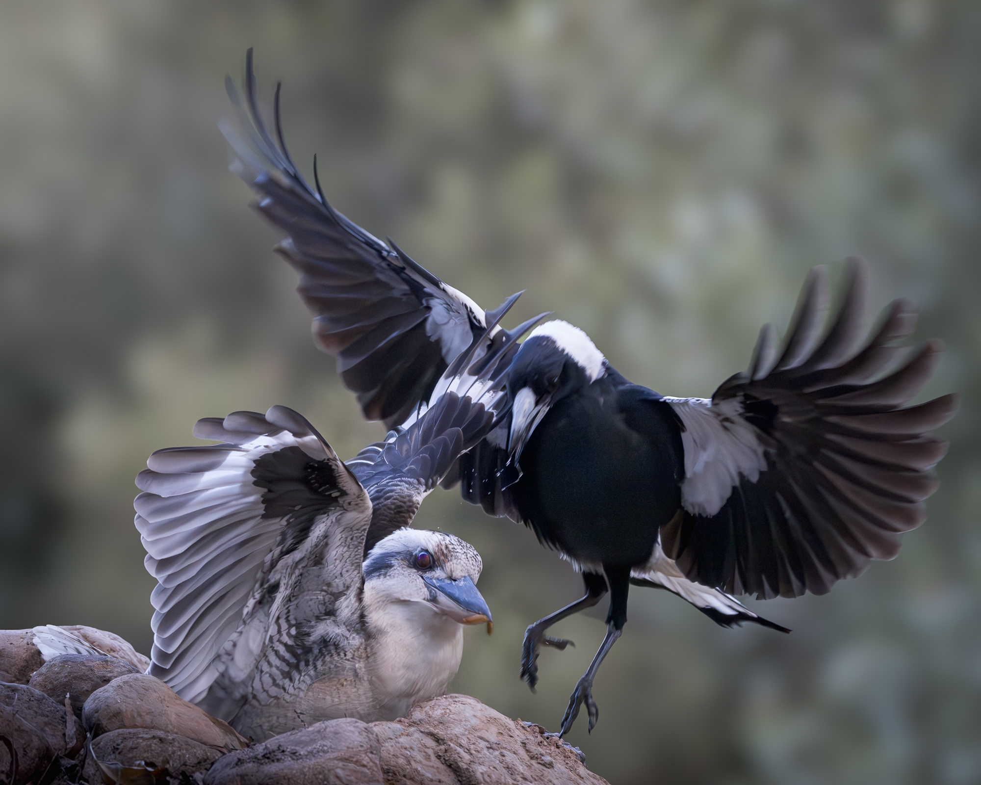 Kookaburra and Magpie
