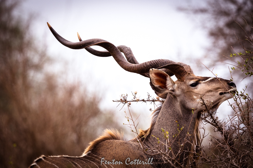 Kudu bull browsing Kruger Oct2021-56618.jpg