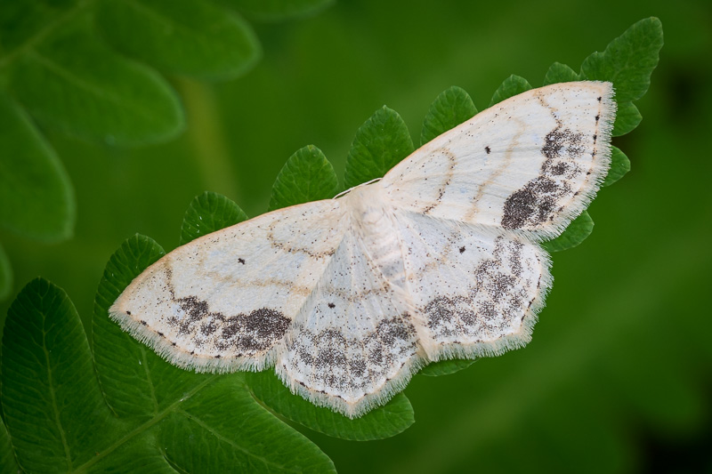 Lace Border Moth-1.jpg