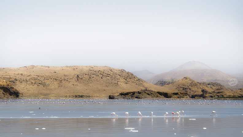 Lake_Natron_flamingoes1.jpeg