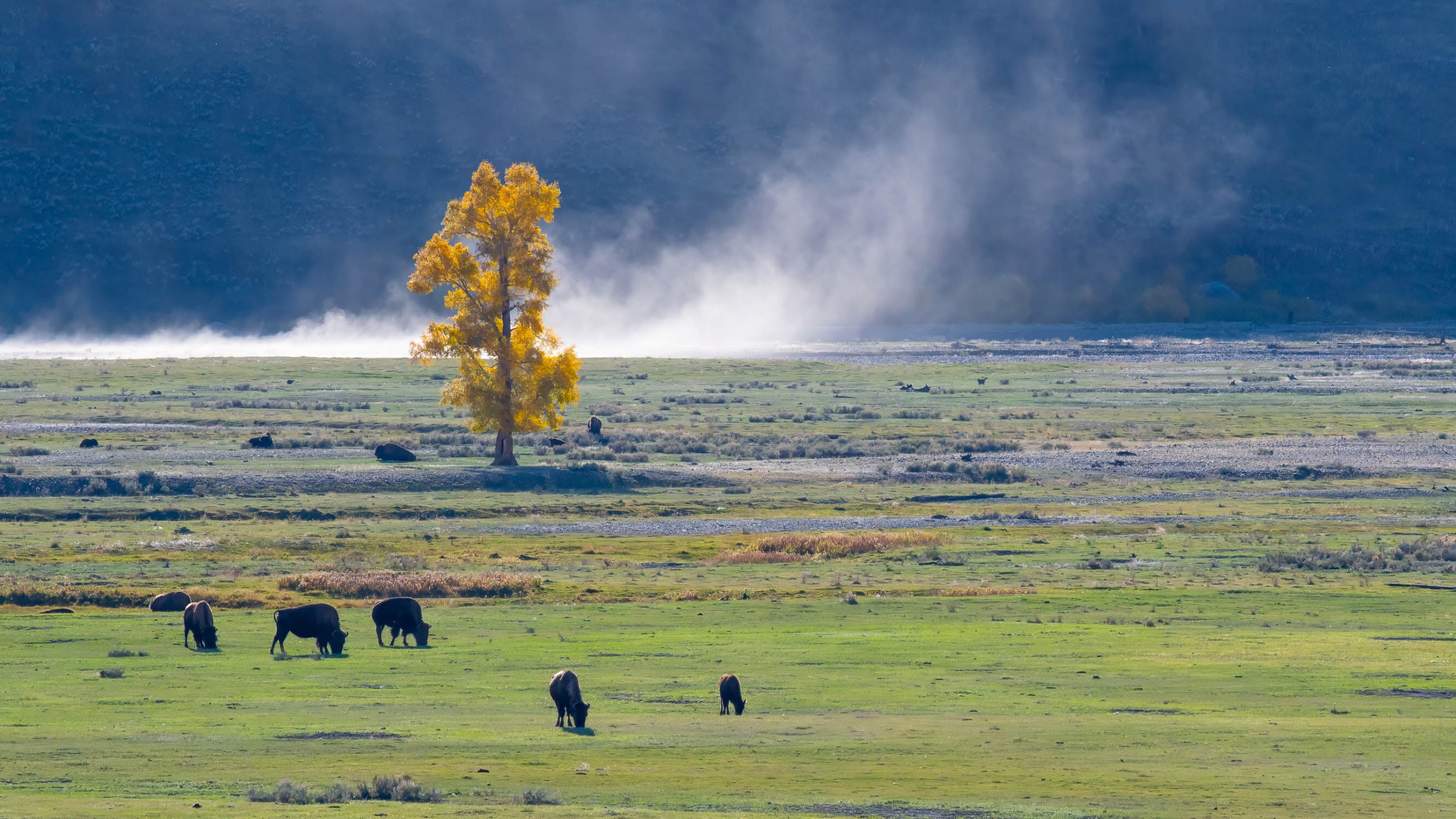 Lamar Valley Landscape.jpg