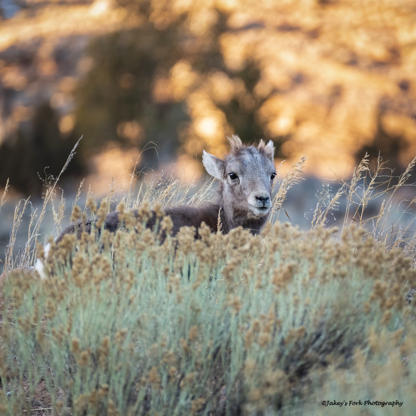 Lamb at Sunset 2_copy_1376x1376.jpg